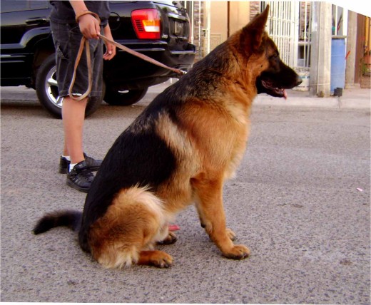 Aqui mi perro concentrado porque va iniciar el Schutzhund

Un año de edad